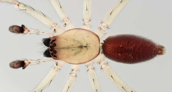 Image of Sac spider