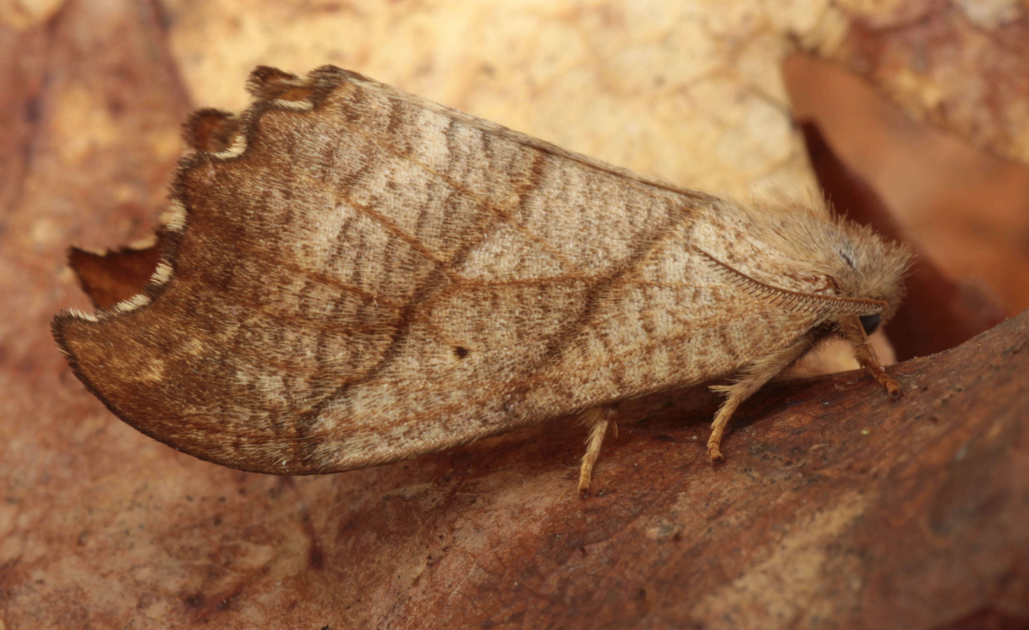 Image of scalloped hook-tip