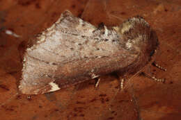 Image of Scarce Prominent