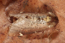 Image of Scarce Prominent