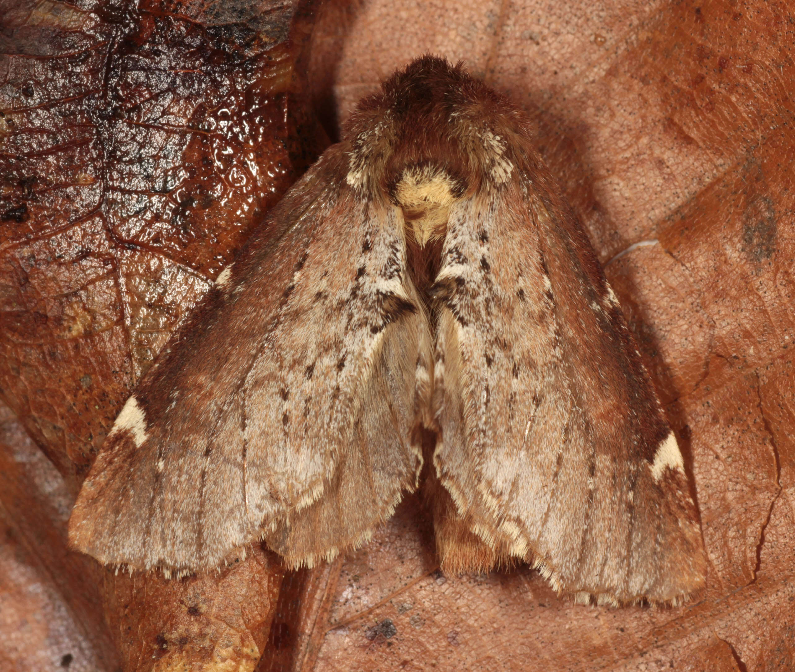 Image of Scarce Prominent