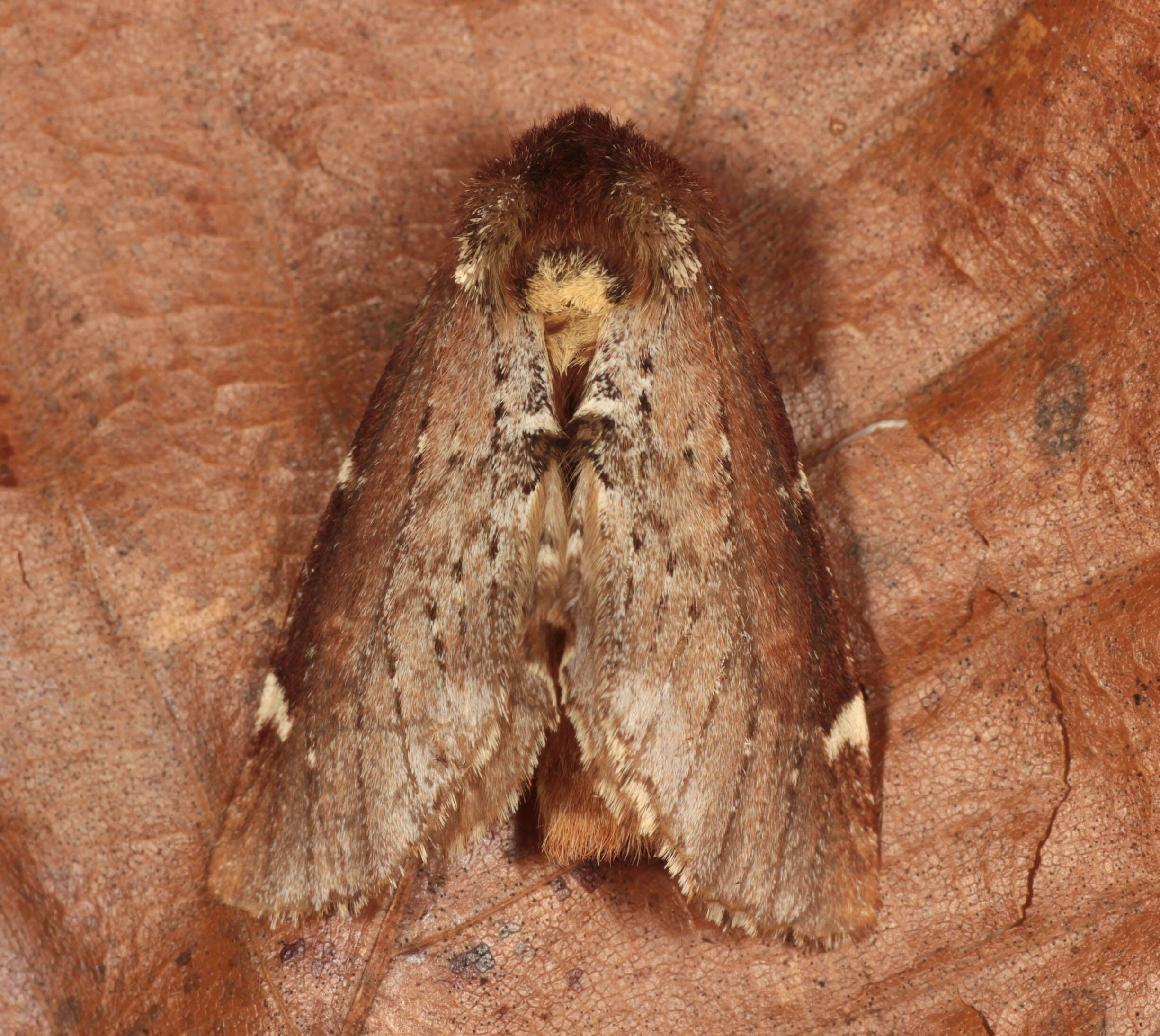 Image of Scarce Prominent