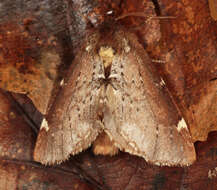 Image of Scarce Prominent