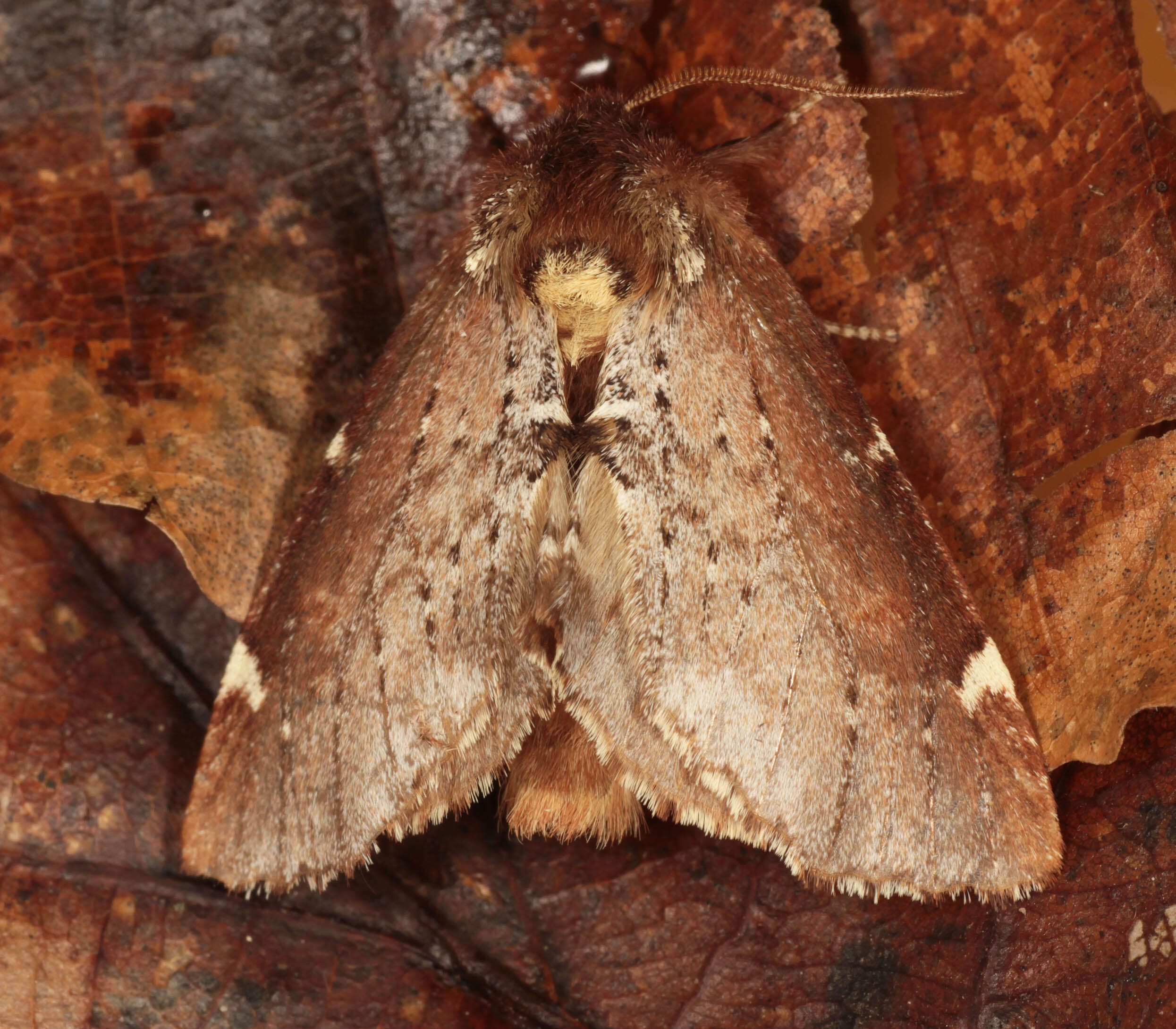 Image of Scarce Prominent