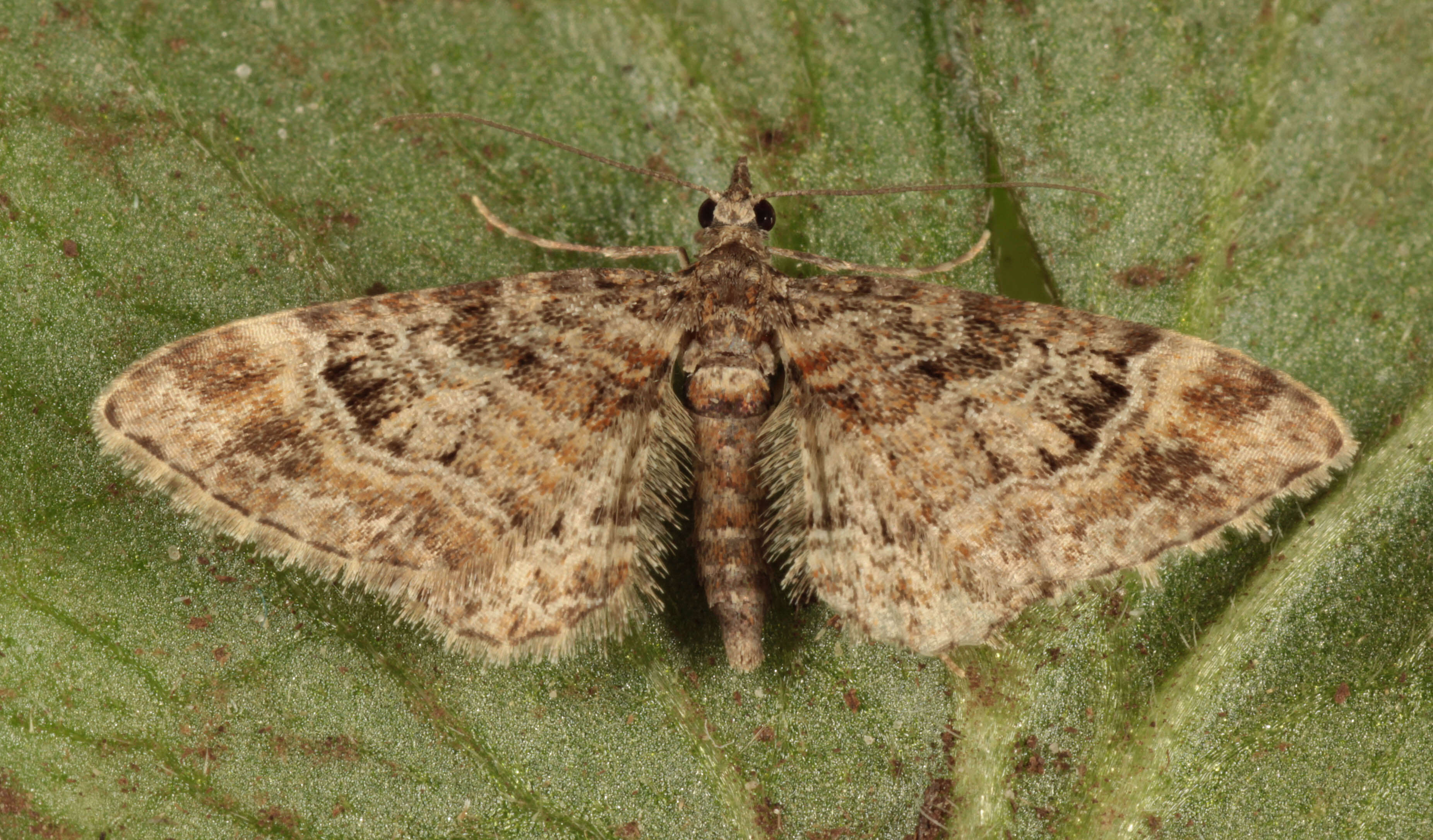 Image of double-striped pug