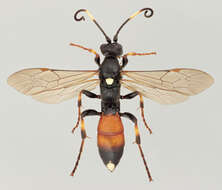 Image of Ichneumon suspiciosus Wesmael 1845