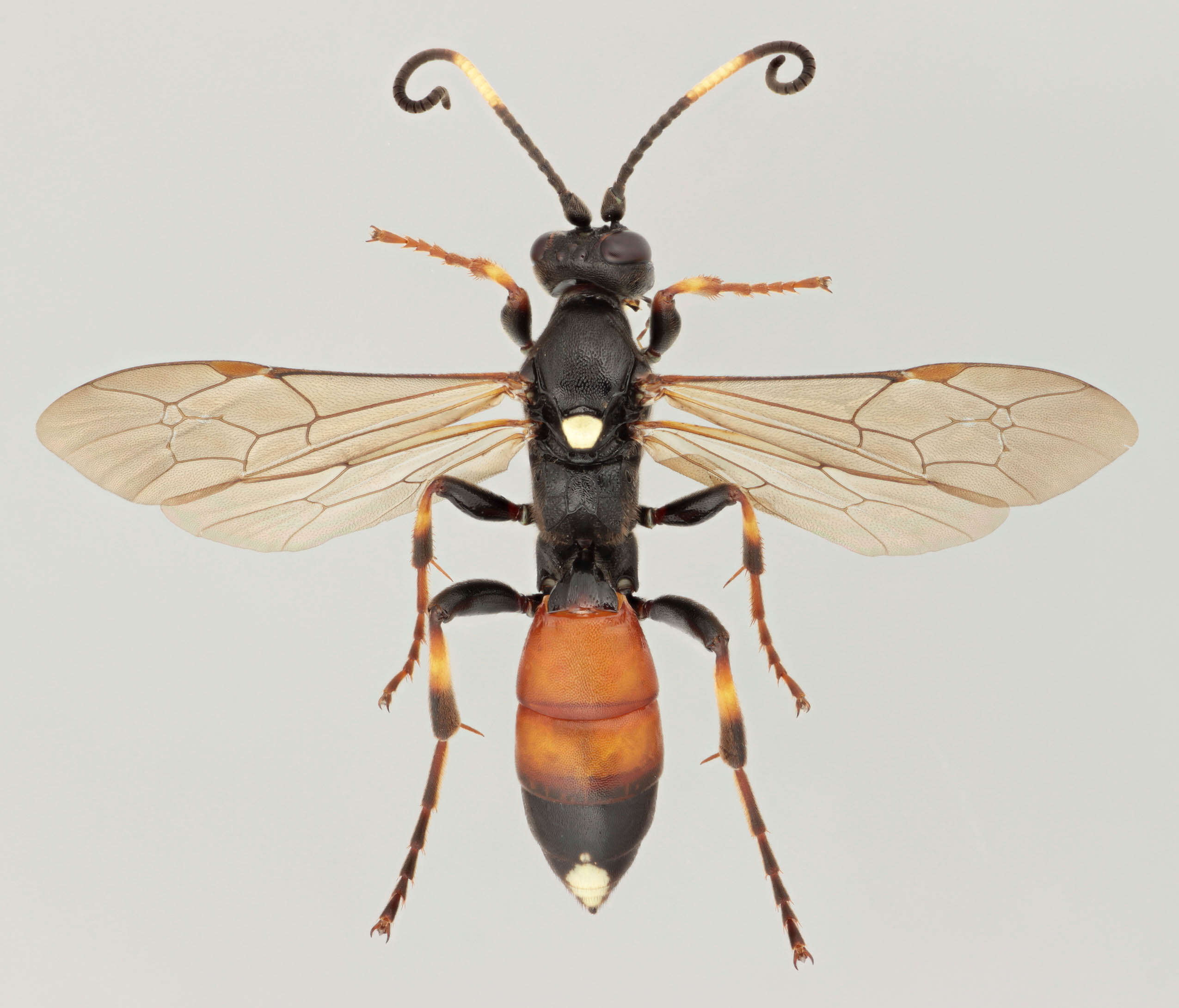 Image of Ichneumon suspiciosus Wesmael 1845