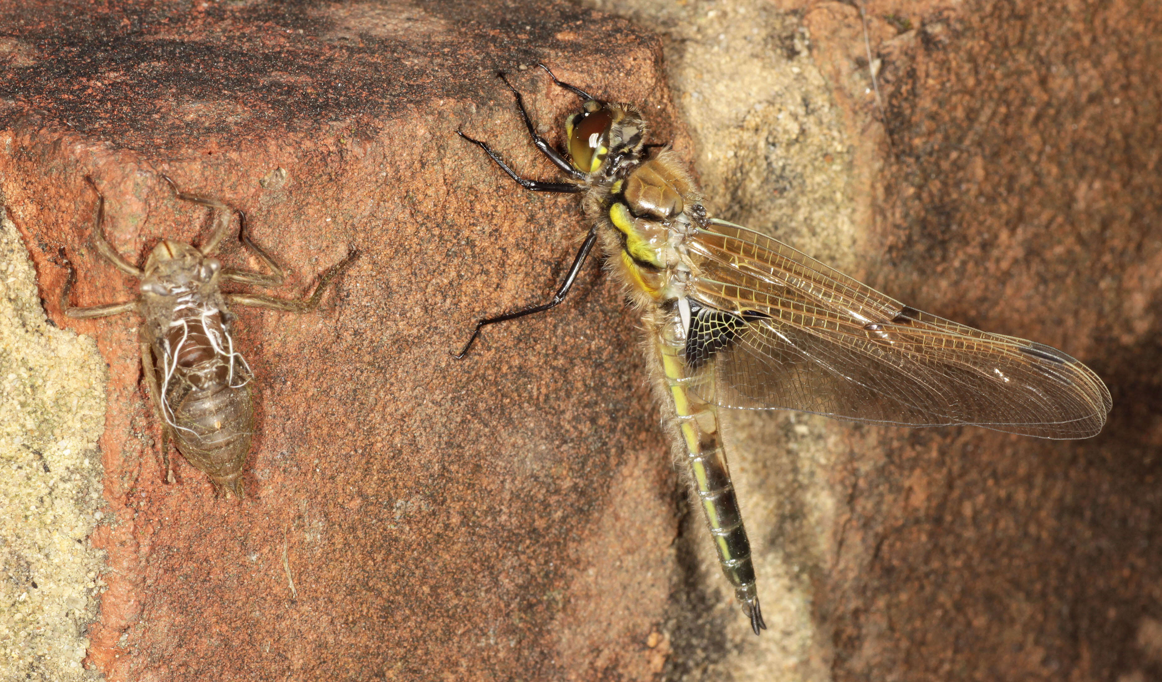 Image of Four-spotted Chaser