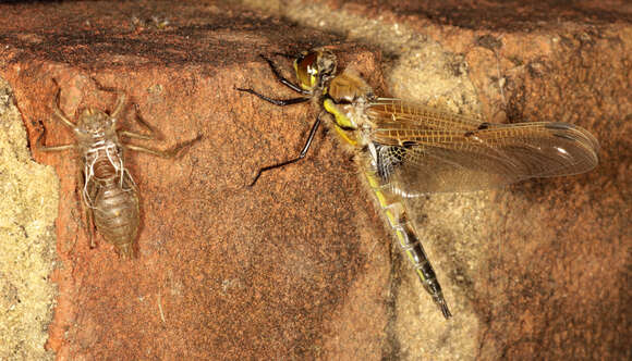 Image of Four-spotted Chaser