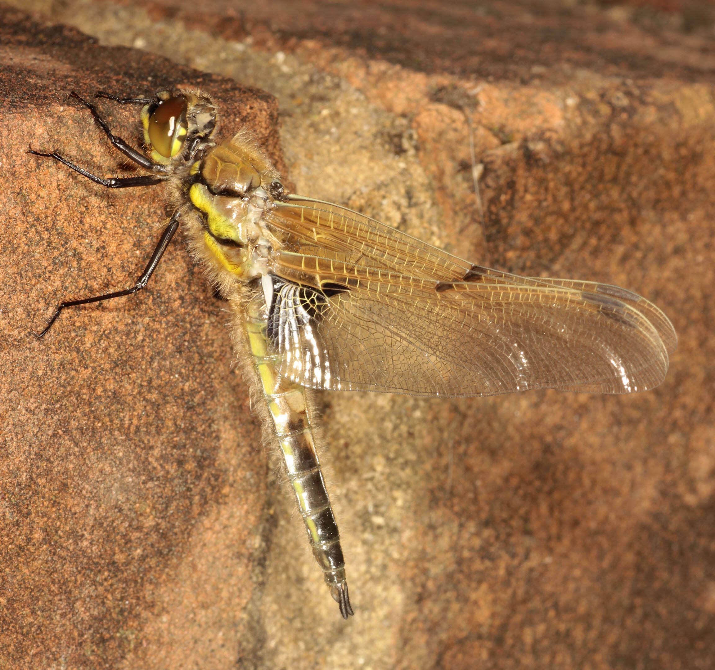 Image of Four-spotted Chaser