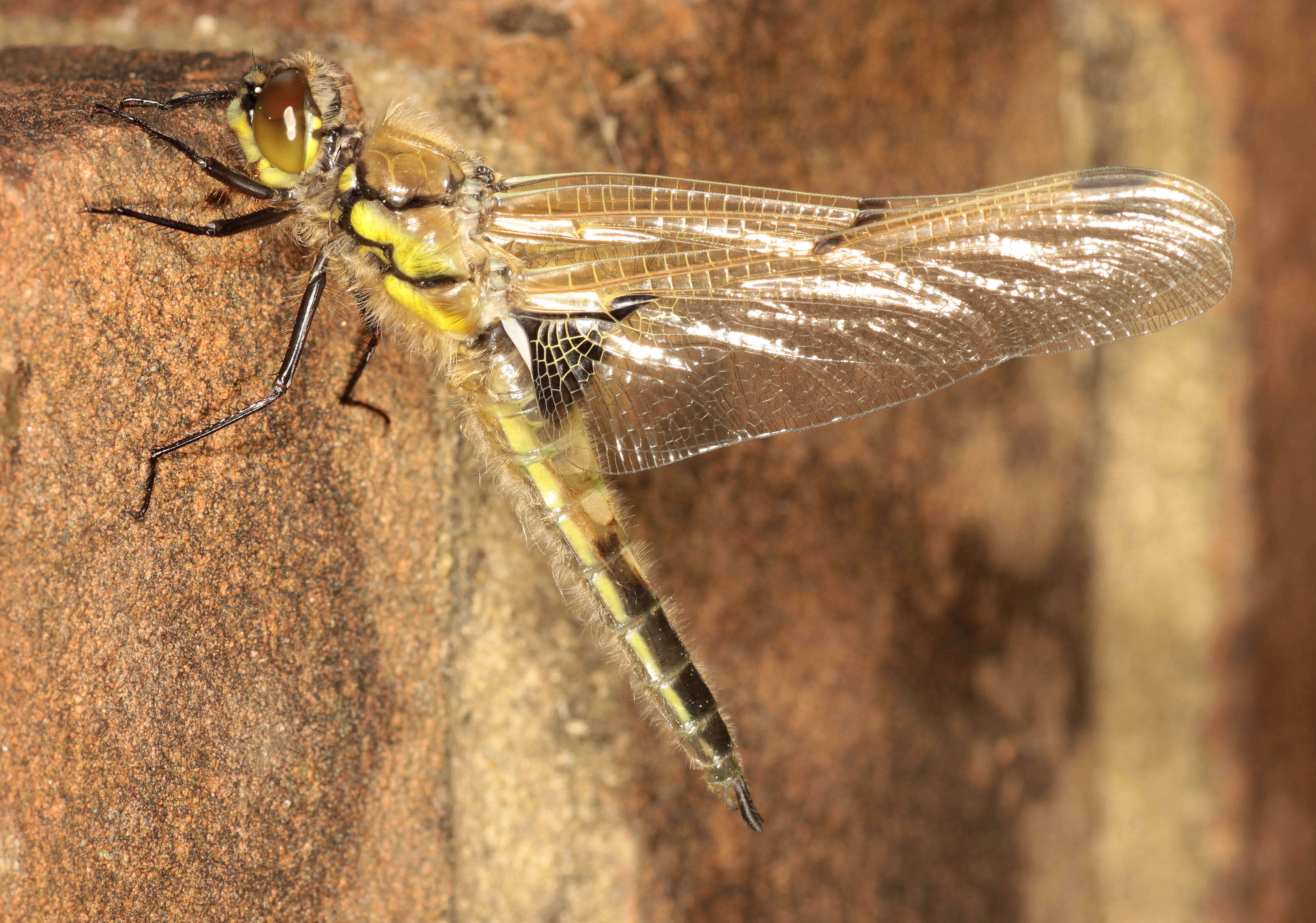 Image of Four-spotted Chaser