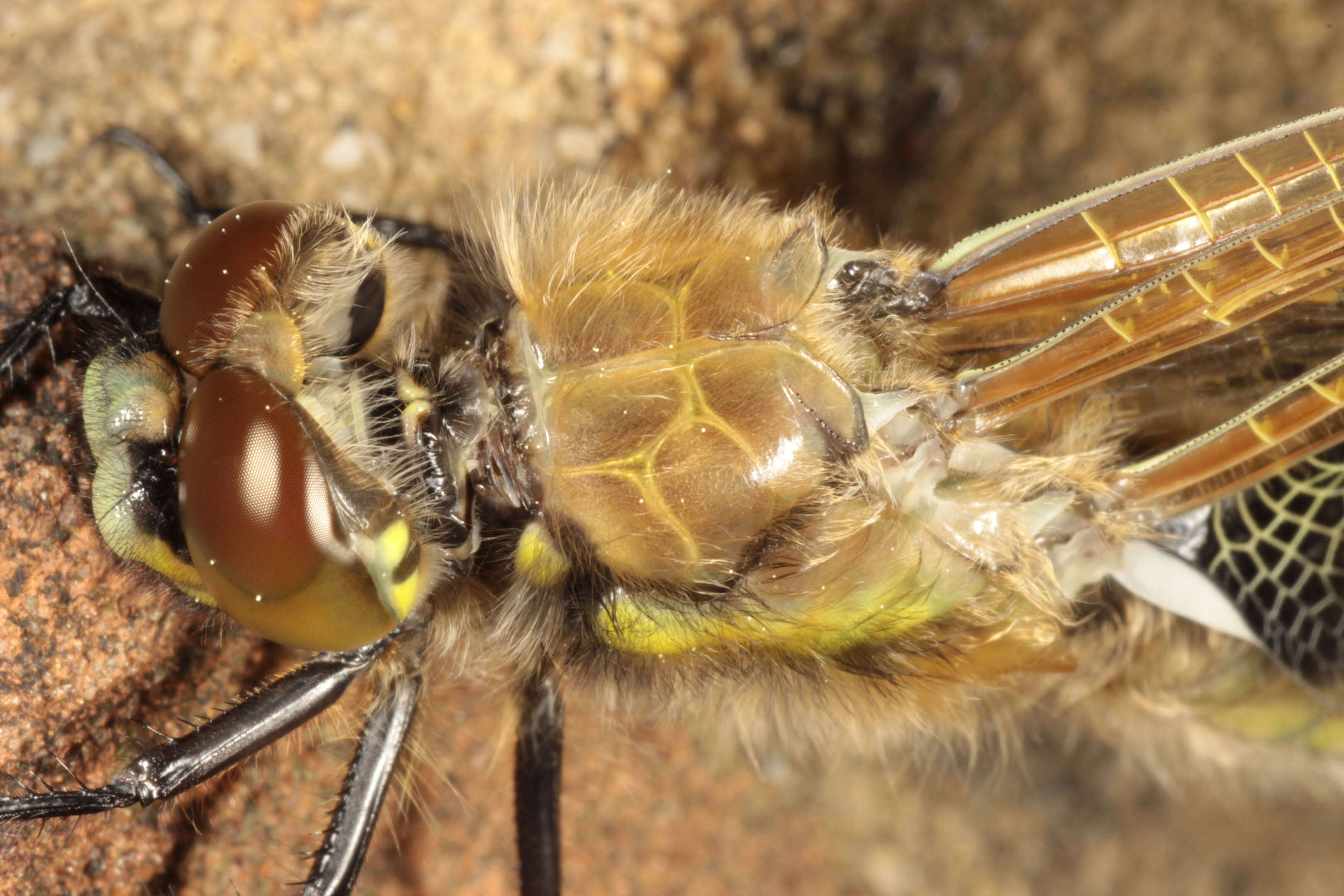 Image of Four-spotted Chaser