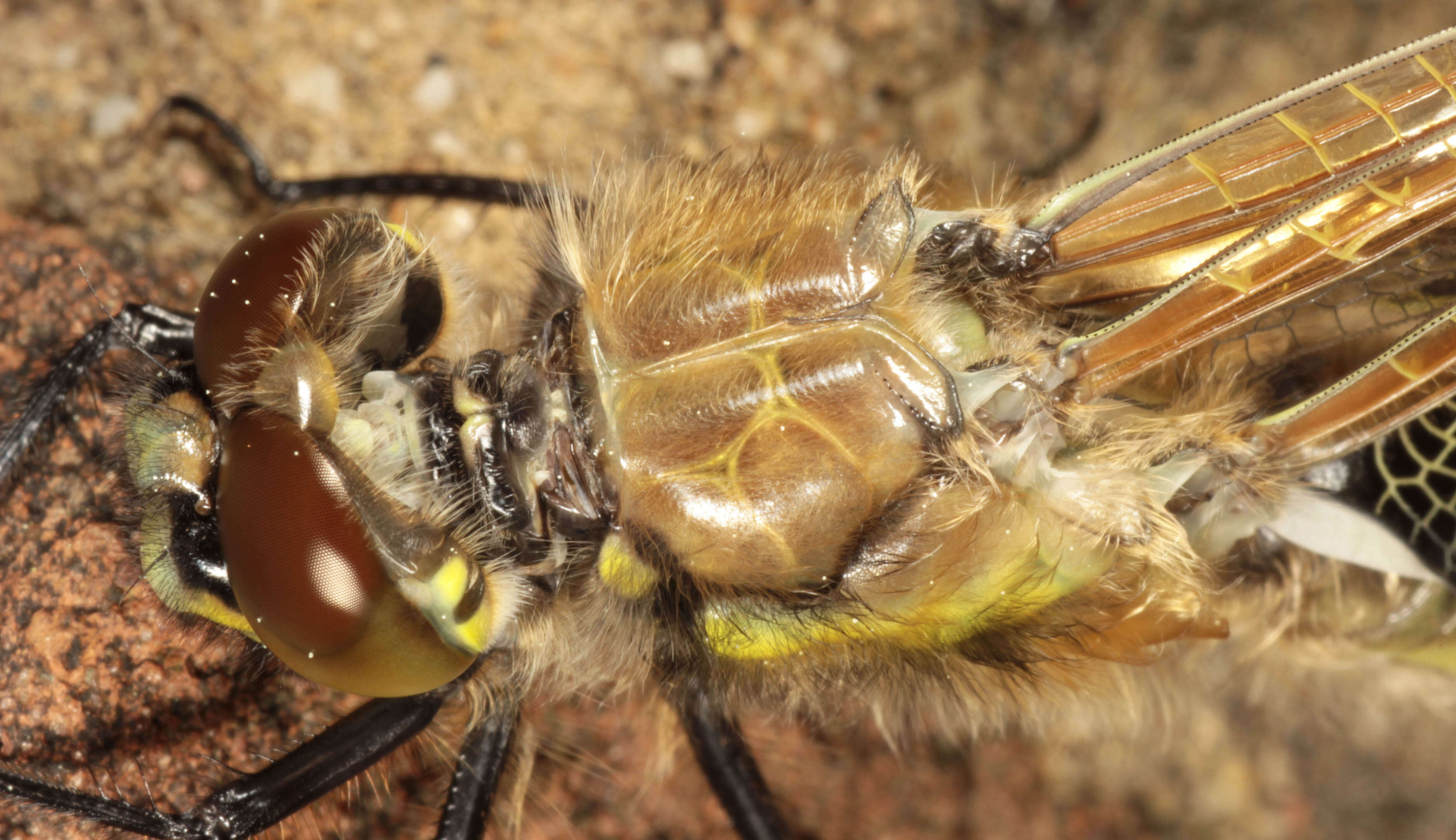 Image of Four-spotted Chaser