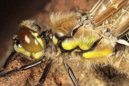 Image of Four-spotted Chaser