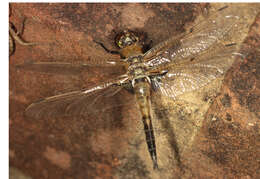 Image of Four-spotted Chaser