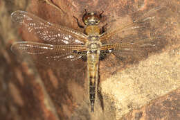 Image of Four-spotted Chaser