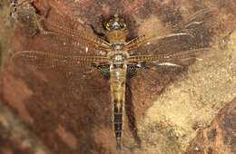 Image of Four-spotted Chaser