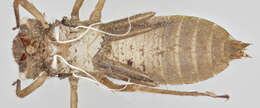 Image of Four-spotted Chaser