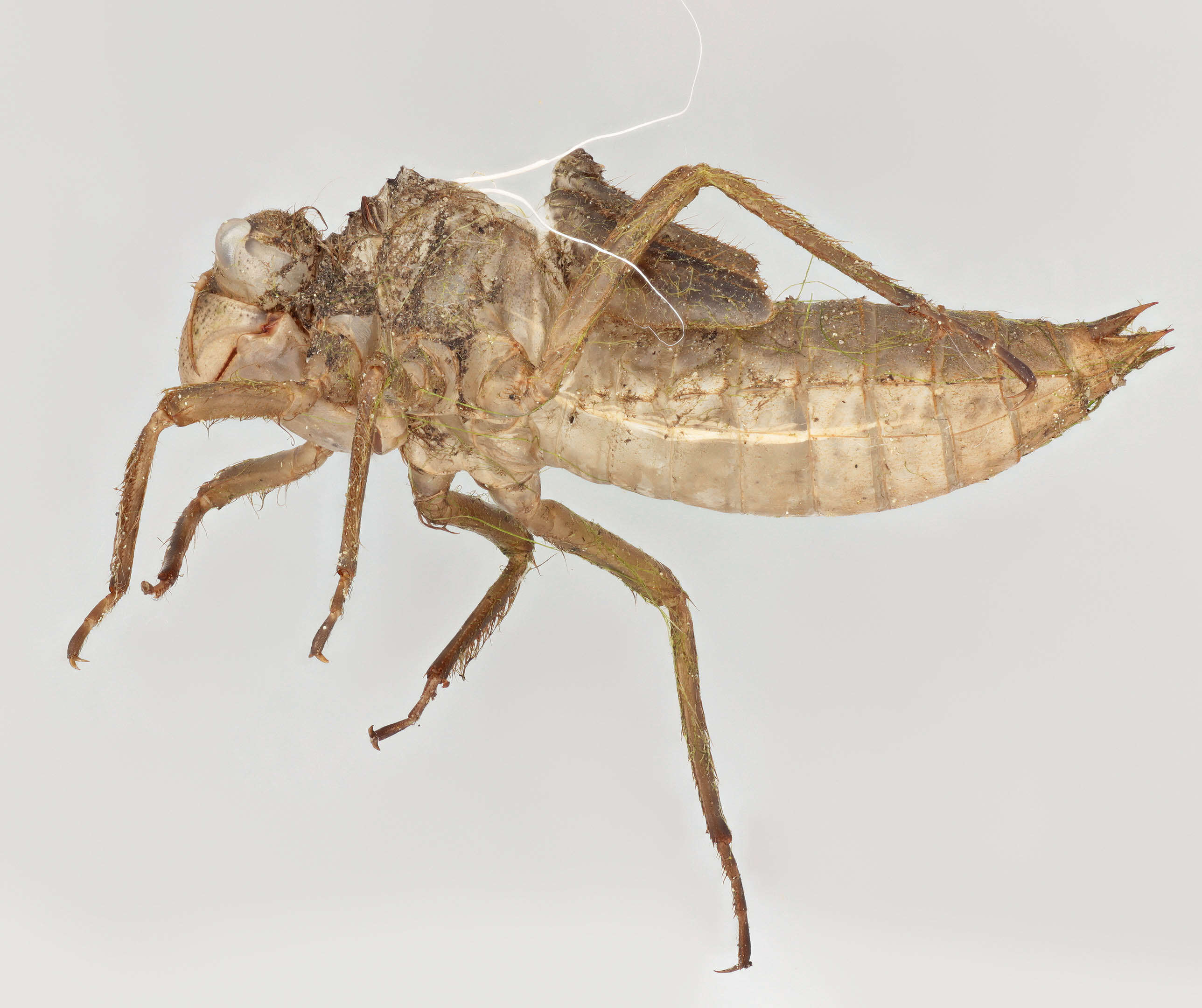 Image of Four-spotted Chaser