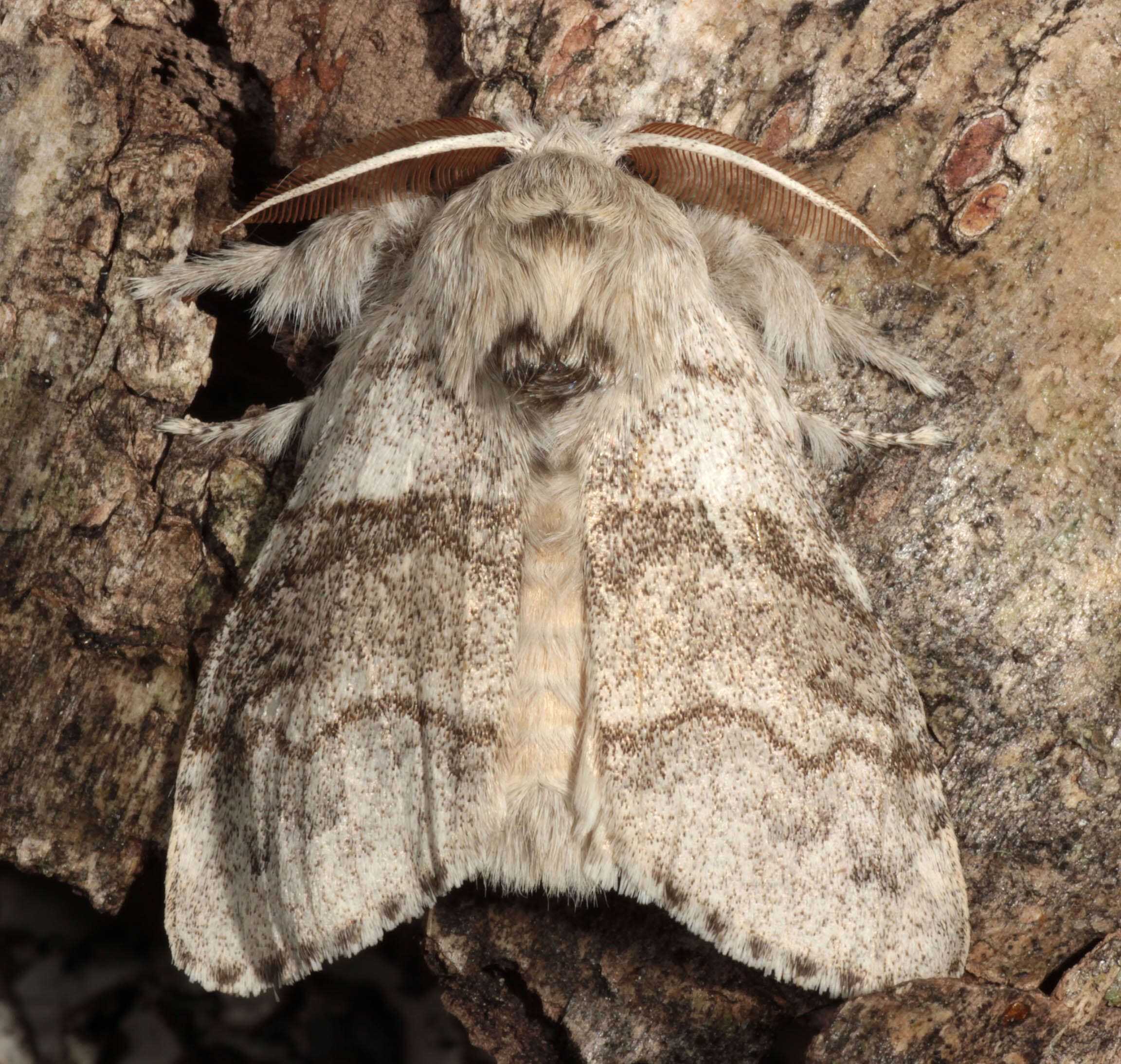 Слика од Calliteara pudibunda Linnaeus 1758