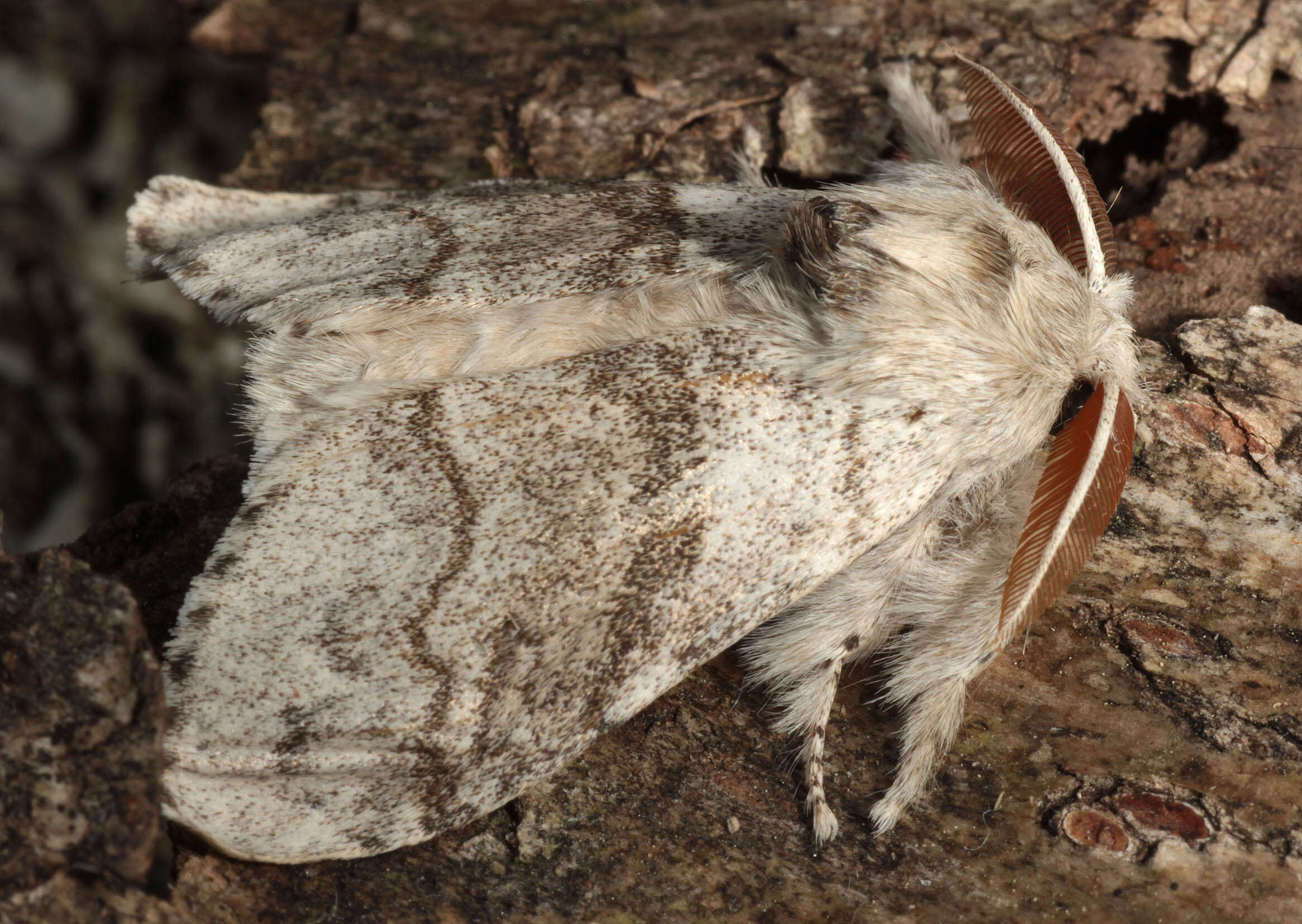 Imagem de Calliteara pudibunda Linnaeus 1758