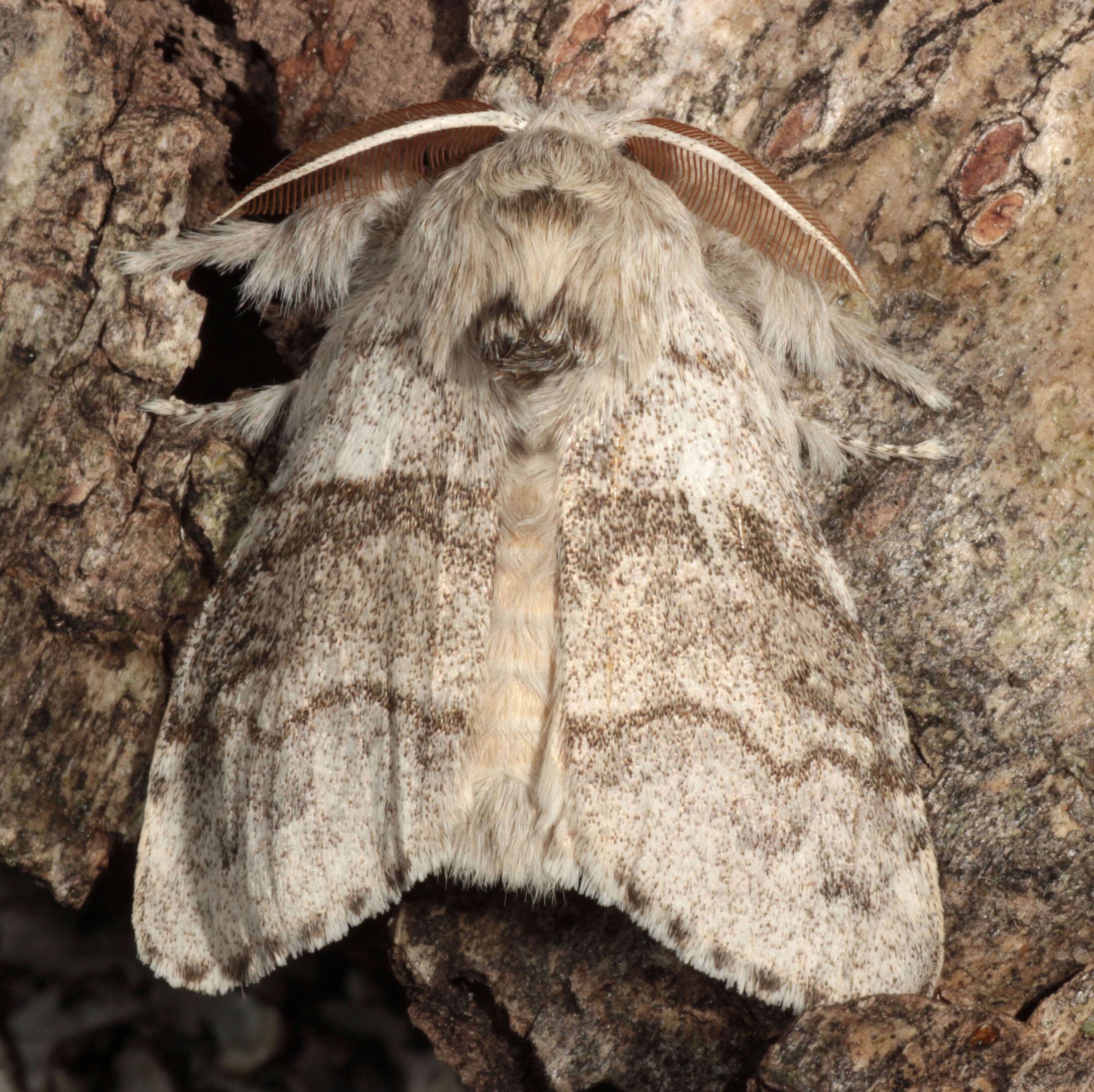 Слика од Calliteara pudibunda Linnaeus 1758