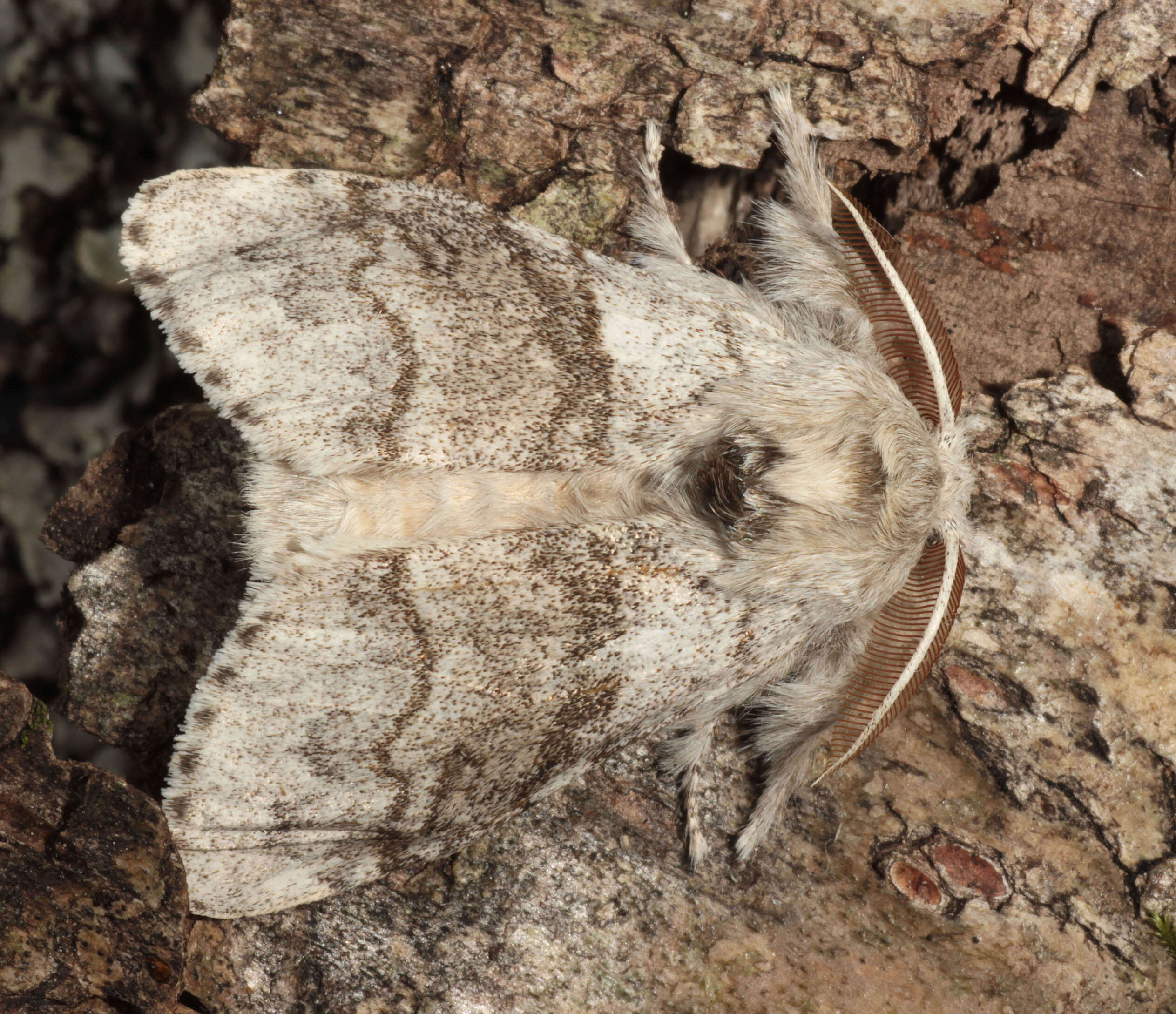 Слика од Calliteara pudibunda Linnaeus 1758