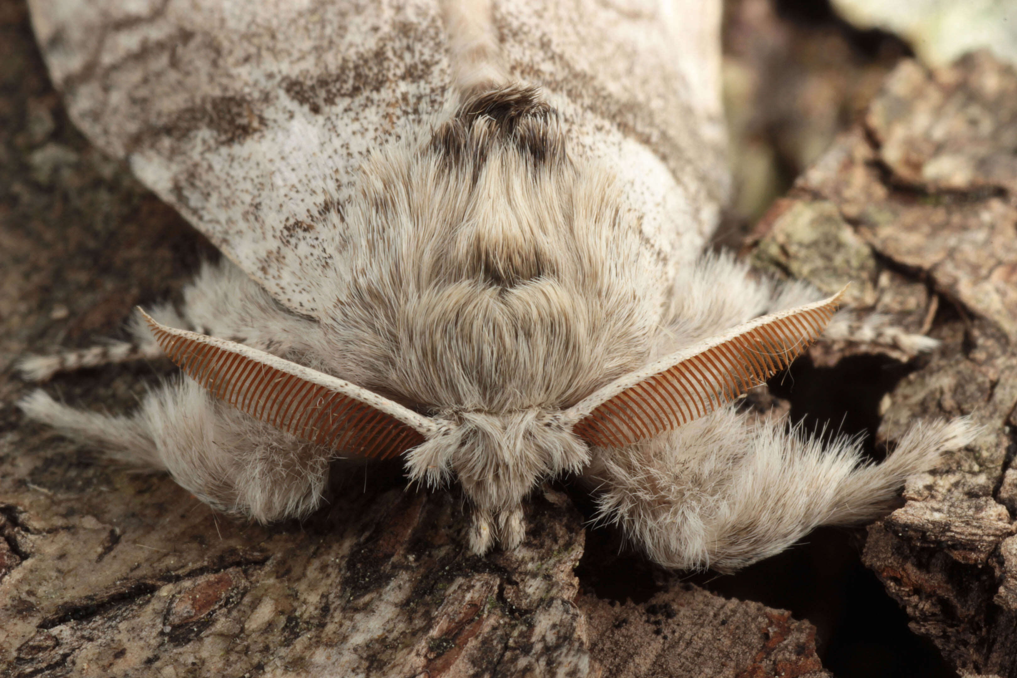 Imagem de Calliteara pudibunda Linnaeus 1758