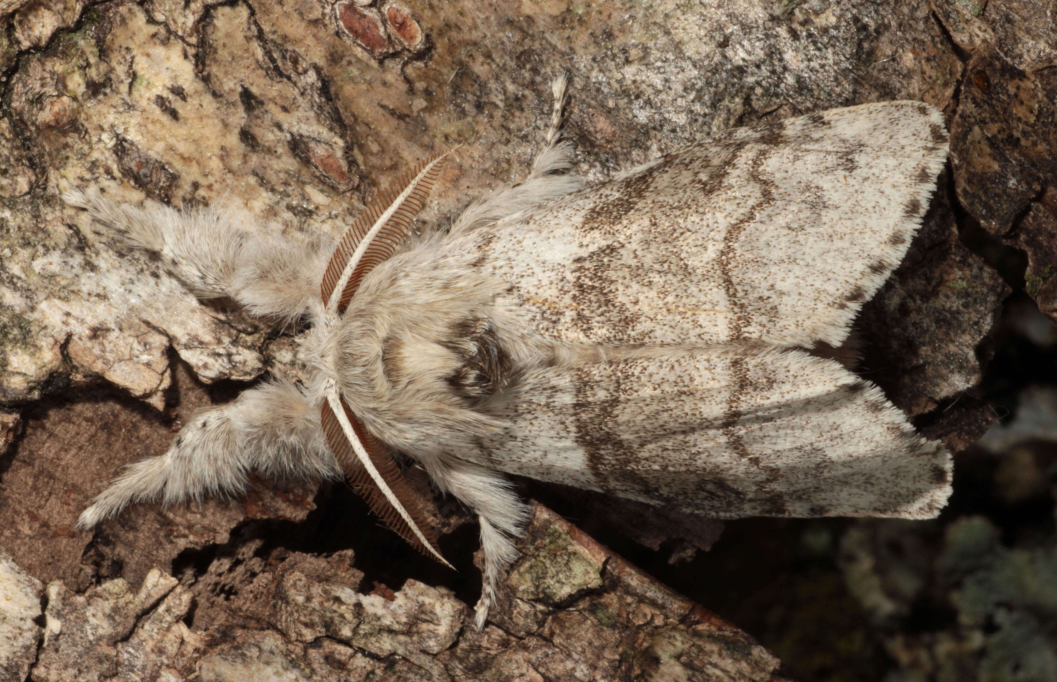 Слика од Calliteara pudibunda Linnaeus 1758