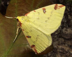 Image of brimstone moth