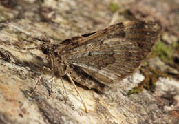 Image of dark-barred twin-spot carpet