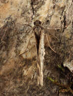 Image of dark-barred twin-spot carpet