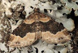 Image of dark-barred twin-spot carpet