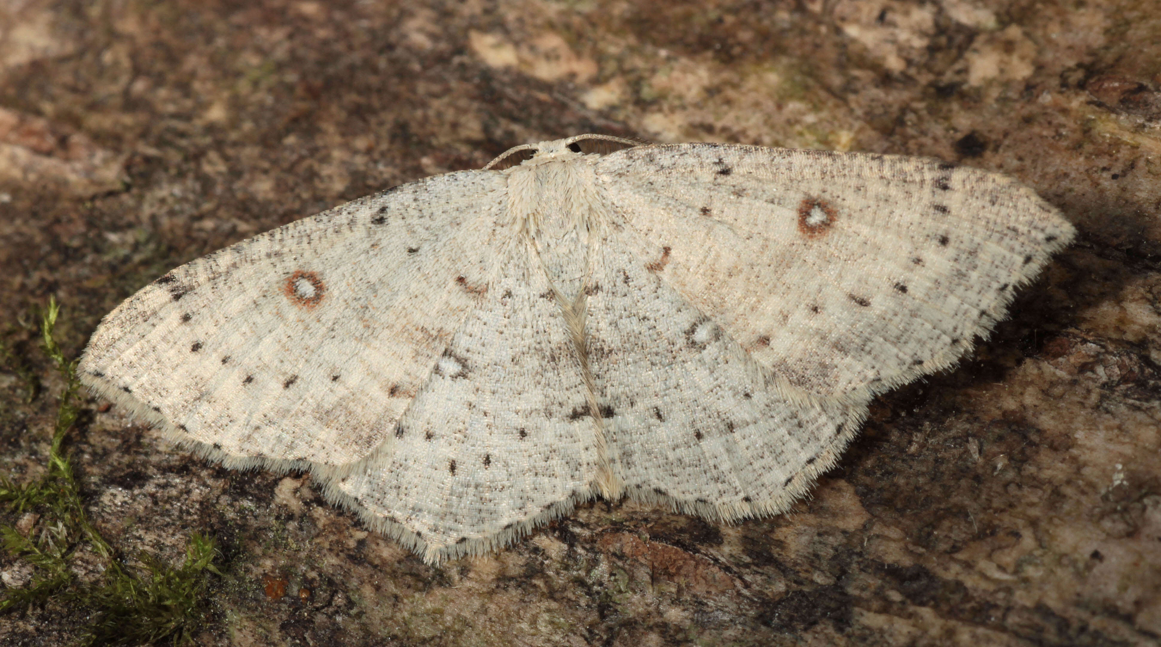 Imagem de Cyclophora albipunctata Hüfnagel 1767