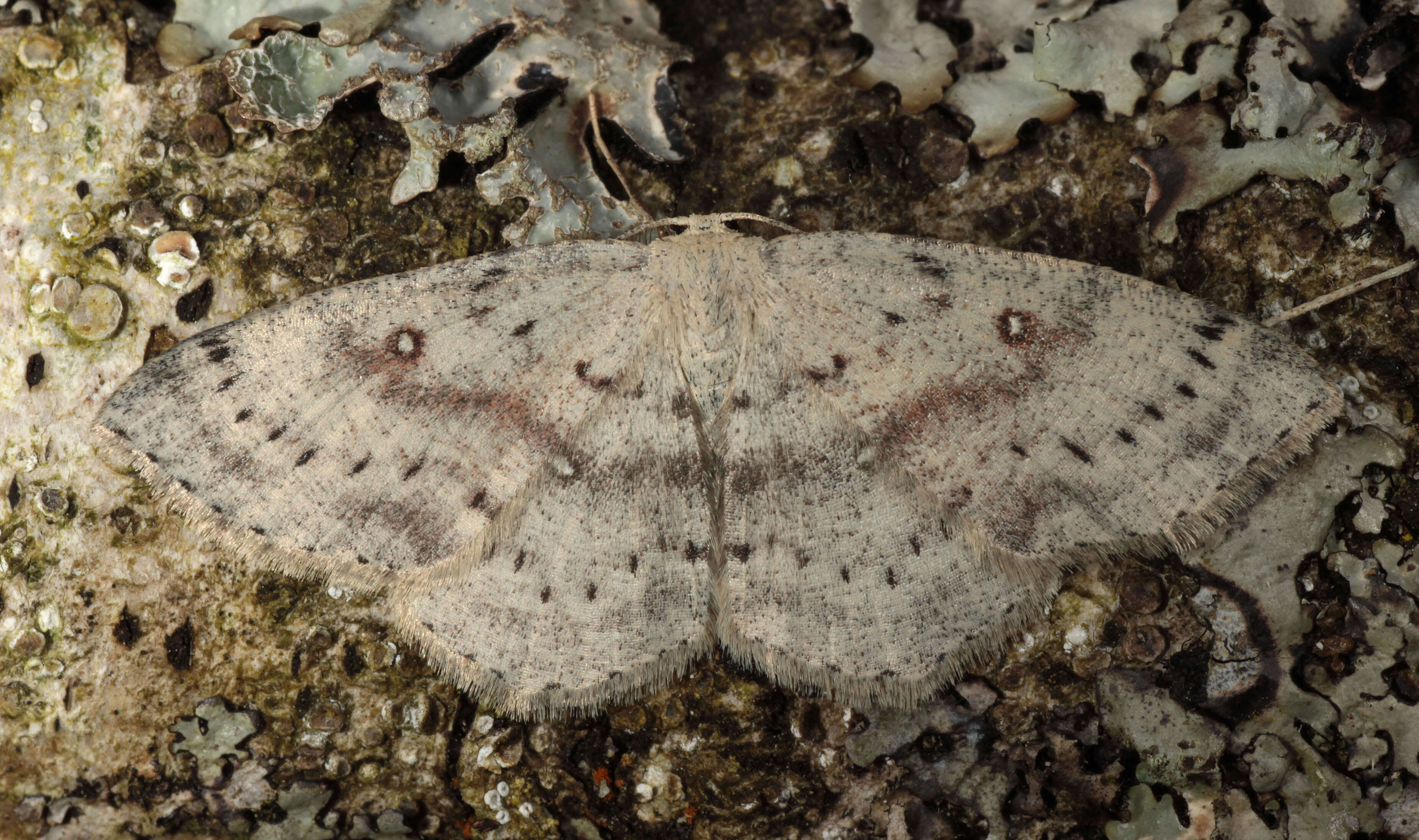 Imagem de Cyclophora albipunctata Hüfnagel 1767