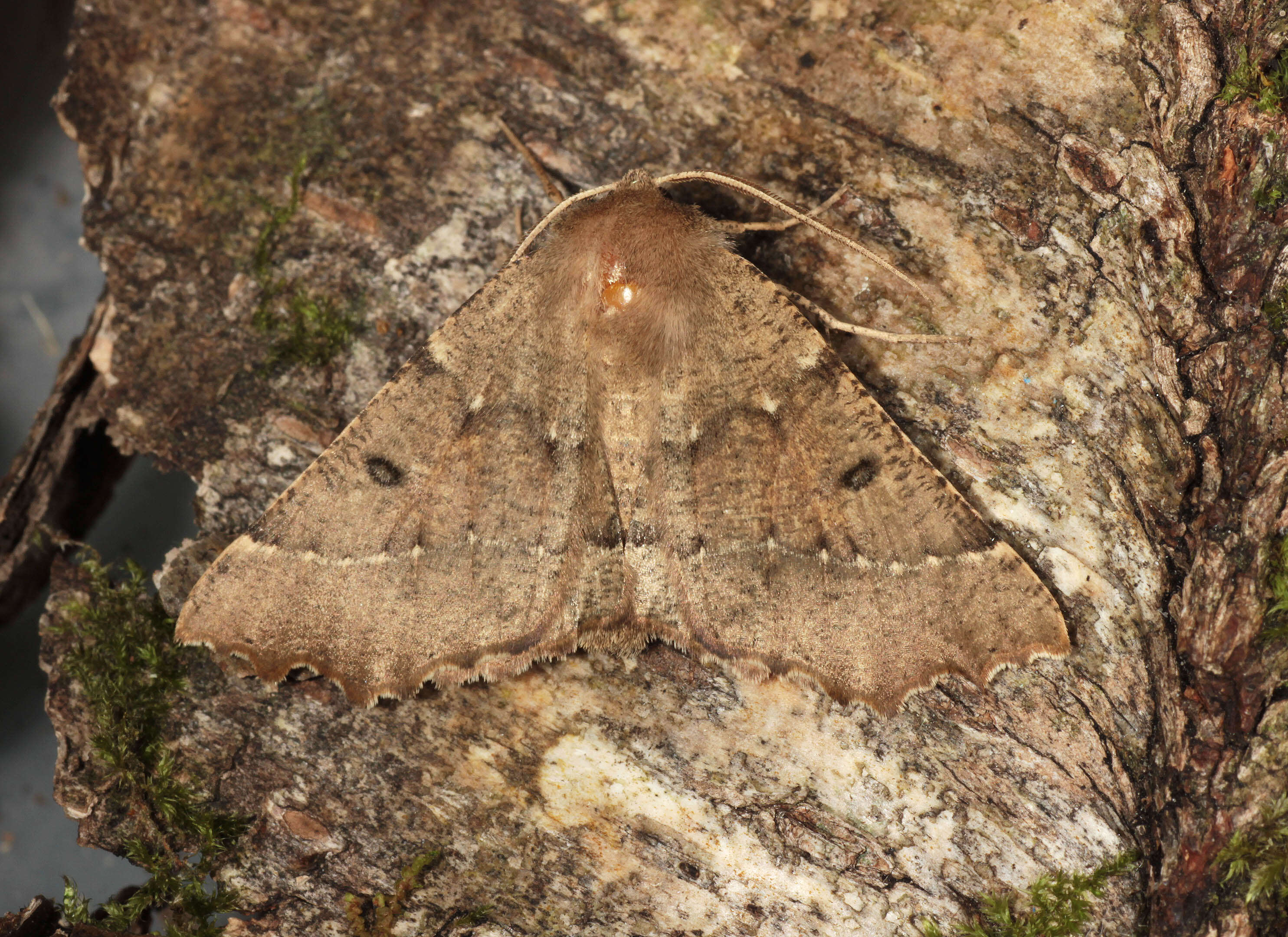 Image of scalloped hazel