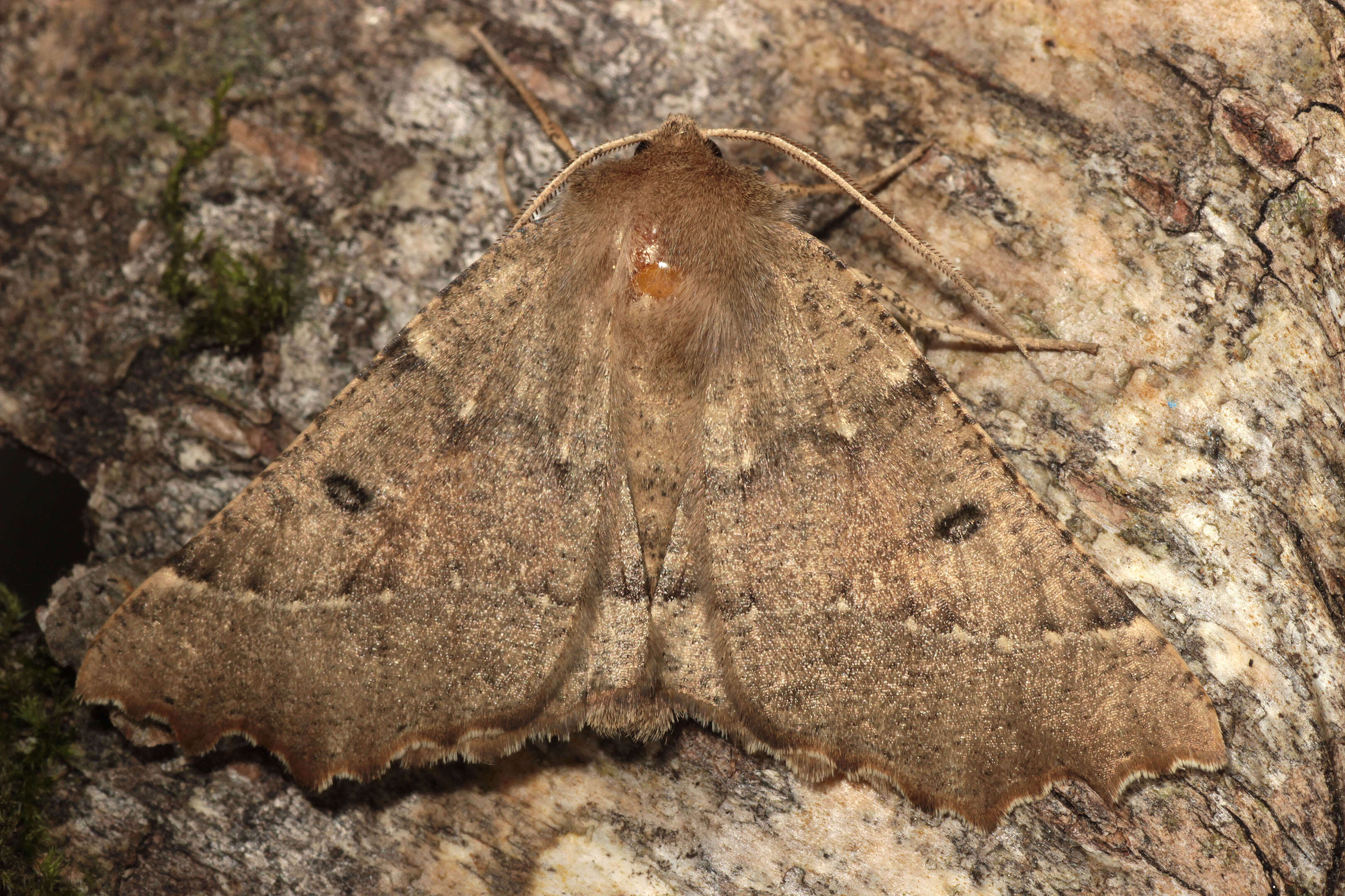 Image of scalloped hazel