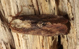 Image of Coxcomb Prominent