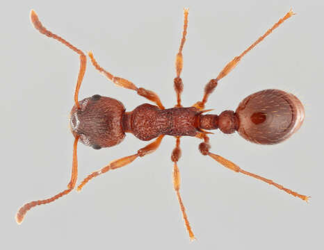 Image of Myrmica ruginodis Nylander 1846