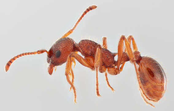 Image of Myrmica ruginodis Nylander 1846