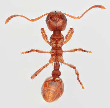 Image of Myrmica ruginodis Nylander 1846