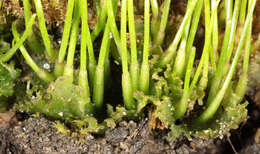 Image of Dotted Hornwort