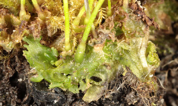 Image of Dotted Hornwort