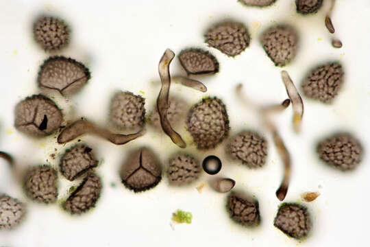 Image of Dotted Hornwort