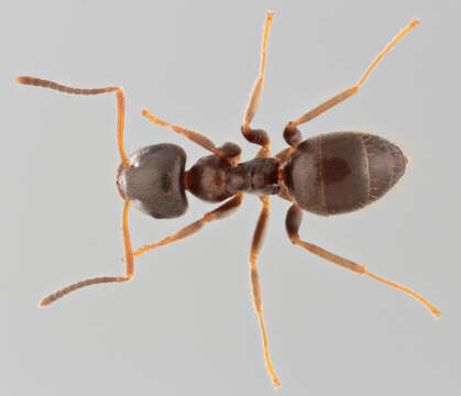 Image de Lasius platythorax Seifert 1991