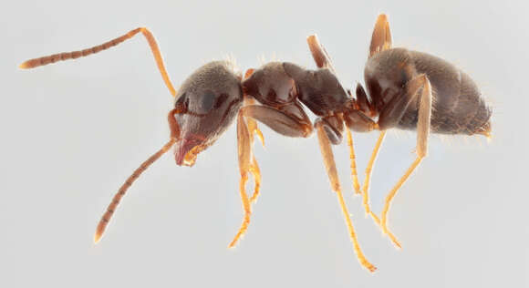 Image de Lasius platythorax Seifert 1991