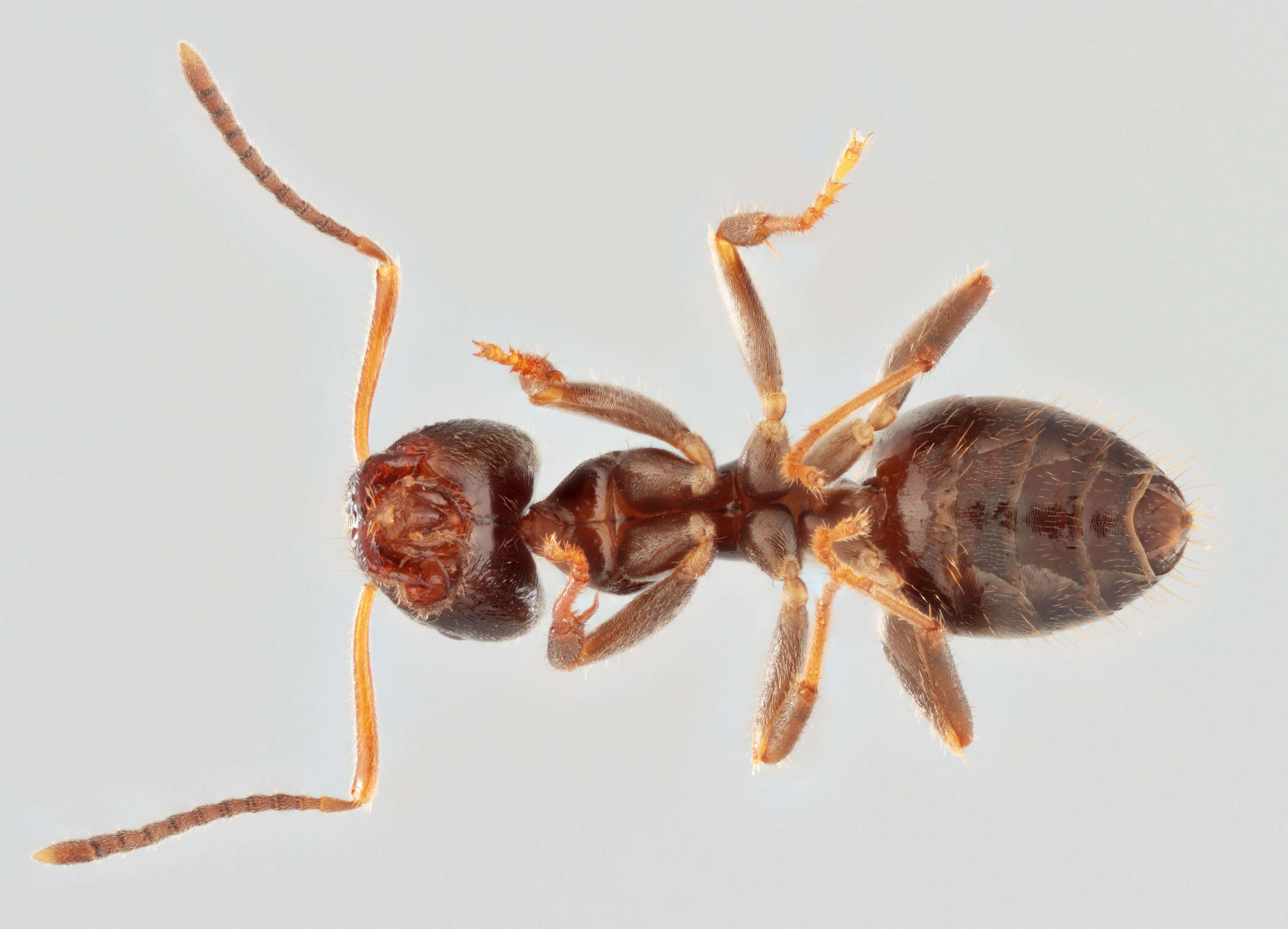 Image de Lasius platythorax Seifert 1991