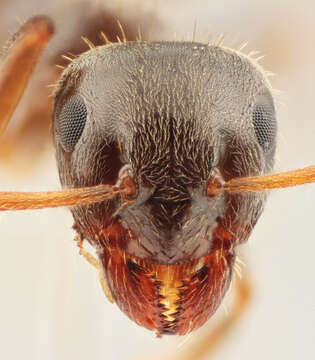 Image de Lasius platythorax Seifert 1991