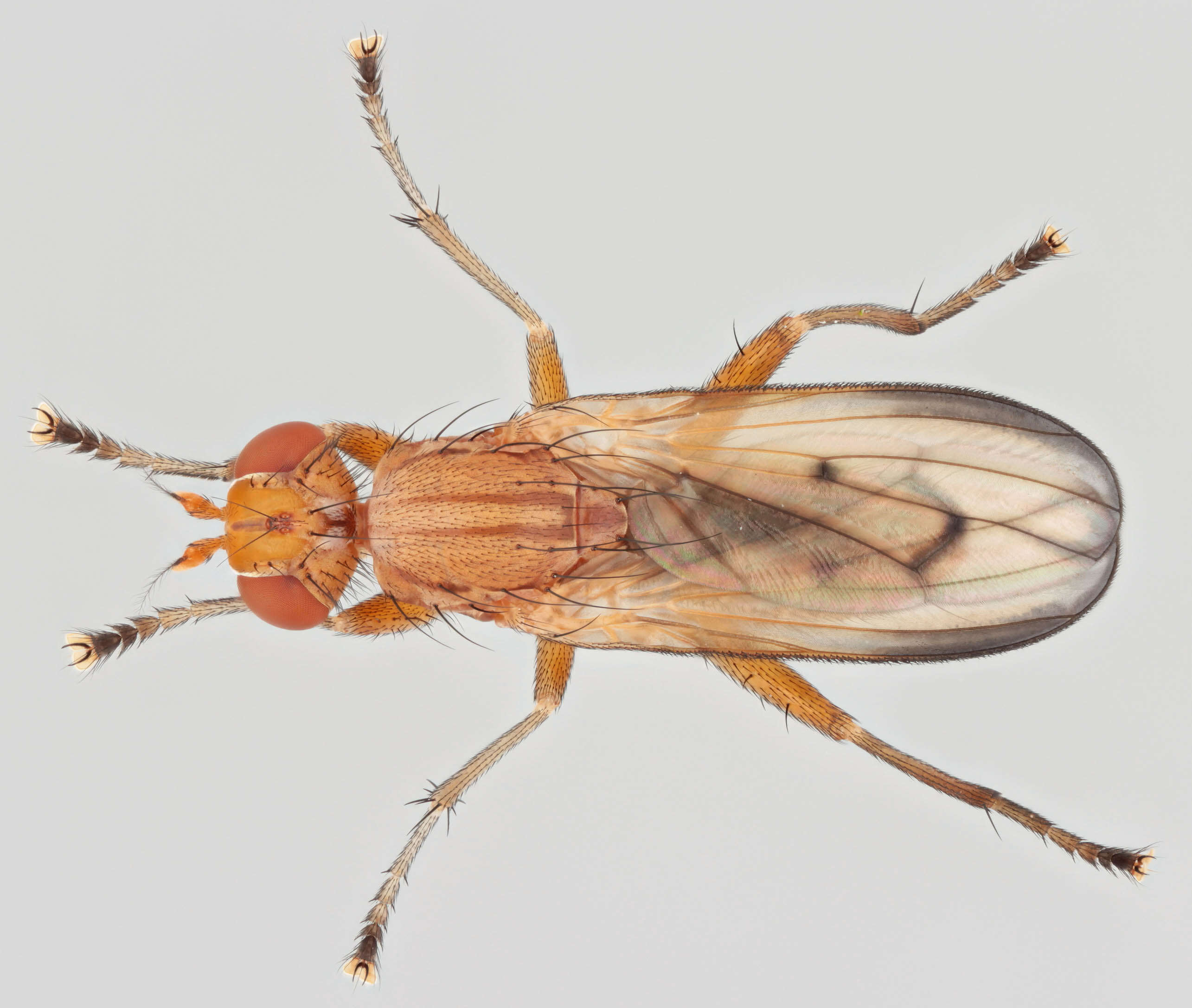 Image of Tetanocera phyllophora Melander 1920