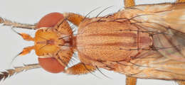 Image of Tetanocera phyllophora Melander 1920